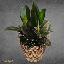 Image result for Ficus conraui