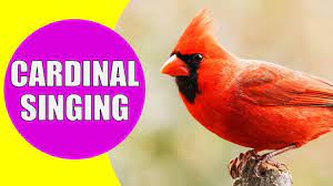 A cardinal is one of the most striking songbirds. Northern Cardinal Singing Sounds Learn Birds With Kiddopedia Shorts Youtube