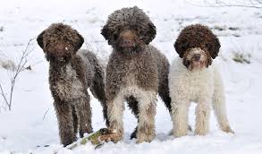 Live the amazing life of a dog owner and opt for one of our lagotto romagnolo puppies for sale. Lagotto Romagnolo Breed Information