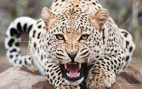 Jaguar Animals Wild Animals Wild Cats