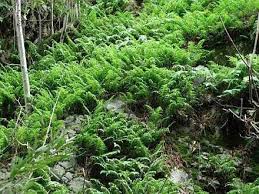 Image result for Parapodium costatum