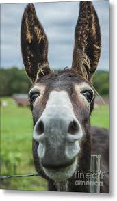 Animal Personalities Friendly Quirky Donkey Face Close Up Metal Print Animals Funny Animals Cute Baby Animals