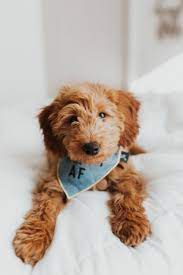 More images for apricot mini goldendoodle puppy » Fluffy Puppies Apricot Goldendoodle Goldendoodle Pictures Goldendoodle Puppies Bandana Puppies Cute Pupp Goldendoodle Puppy Goldendoodle Mini Goldendoodle