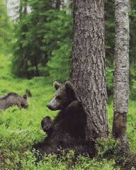 Grizzly bear scratches his back on a soft shoulder sign. Top 30 Bear Scratch Gifs Find The Best Gif On Gfycat