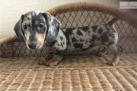 Each puppy receives their first shot current on worming and a puppy pack! Sparky Dachshund Mini Puppy For Sale Near Medford Ashland Oregon 986e995f 28b1