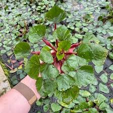 Image result for Trapa natans