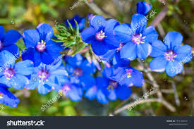 Image result for Lysimachia monelli