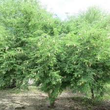 Image result for Croton megalobotrys