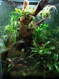 Bromeliads And Air Plants Vivarium Pet Frogs Reptile Tank