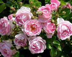 The rose house, as it was called was a plain, but very tall, rectangular glass structure that fit into the ell of the west wing, the area of the present rose garden. Rosen Pflanzen Pflege Krankheiten Mein Schoner Garten