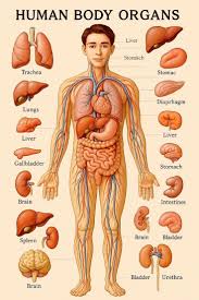 Image result for internal organs