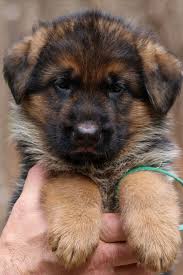 We expect many males and females of both long hair and short! Pin On German Shepherd Puppies