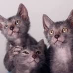 kittens | Lykoi_VA~Atreyukatz