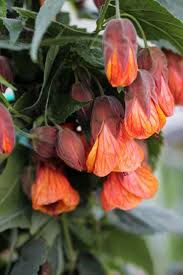 Image result for Abutilon grantii