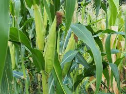 Sweet corn is harvested before it is fully matured and dried. Corn Evergrow