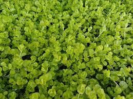 Image result for Lysimachia