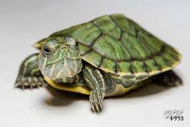 4 Bp Blogspot Com Zm1yfdpyrt4 Ufhrngvue5i Aaaaaaaadpw 90ayjd8g7k4 S1600 Img 3729 W L 6d Jpg Animais