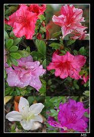 Les Azalees