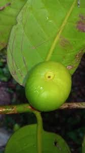 Image result for Pyrostria