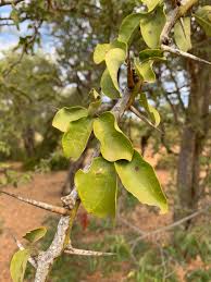 Image result for Balanites maughamii