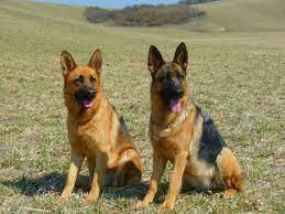Pin On German Shepherd