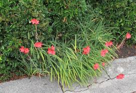 Image result for Hesperantha petitiana