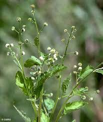 Image result for Dichrocephala