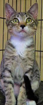 Adopt 6 193 Bluebell On Petfinder Animal Shelter Cat Adoption Animals