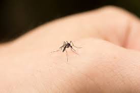 Image result for mosquito bite