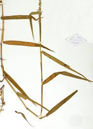 Image result for Sacciolepis rigens