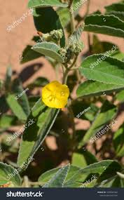 Image result for Melhania forbesii