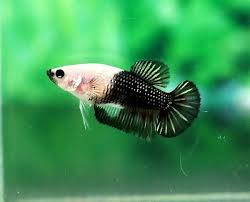 Female With Black Lips Betta Fish Betta Betta Fish Tank
