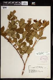 Image result for Rubus chapmanianus