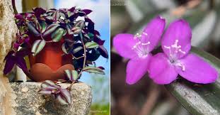 Image result for Tradescantia zebrina