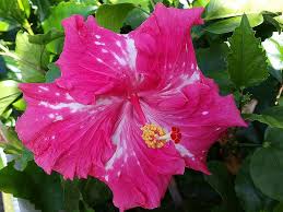 Pin On Fancy Hibiscus