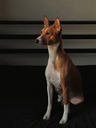 The basenji dog breed (også kendt som african bush dog, african barkless dog, ango angari, congo dog, zande dog, congo terrier) oplysninger og fakta, herunder. Basenji
