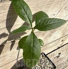 Image result for Dorstenia psilurus