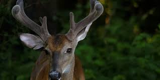 New S C Deer Hunting Regulations To Take Effect This Year