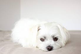 Not too big and not too small. The Adorable Maltese Shih Tzu Aka Malshi Is About To Win You Over Animalso