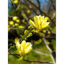 As you step through the guide, you will be asked whether the sound was simple or complex, musical or harsh, etc, a set of choices of sound attributes. Obi Magnolie Yellow Bird Gelb Hohe Ca 60 80 Cm Topf Ca 7 5 L Magnolia Kaufen Bei Obi