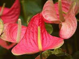 Check spelling or type a new query. 40 Best Tropical Flowers You Should Know With Pictures Florgeous