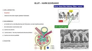 Sie wird vom kapillar endothel , den podozyten und einer dazwischenliegenden, gemeinsamen basalmembran gebildet. Harnsystem Harnbereitung And Ableitende Harnwege Ppt Herunterladen