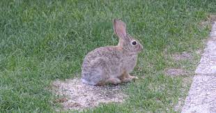 If rabbits, deer, mice, squirrels, or other small garden pests continue to damage your plants, you can. How To Get Rid Of Pesky Rabbits Everyday Cheapskate