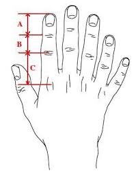The Golden Ratio The Fibonacci Sequence And The Human Body Stem Activities For Math Measurement And Number Seq Golden Ratio Teaching Math Stem Activities