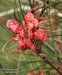 Image result for Grevillea