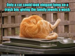 May 26, 2020 · last updated on may 26, 2020. Lolcats Clean Lol At Funny Cat Memes Funny Cat Pictures With Words On Them Lol Cat Memes Funny Cats Funny Cat Pictures With Words On