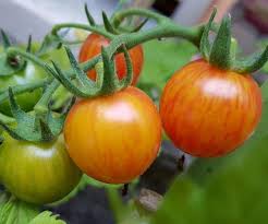 > graines potagères>tomates>tomate artisan™ golden bumble bee. Golden Bumble Bee