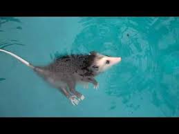 A opossum with open eyes is likely to be at least 70 days old. Opossums Are Practically Indestructible Opossum Opossum Pet Cute Animals