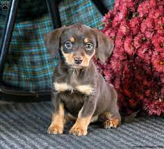 Take extra care of your dachsador pups, especially when they are just a few weeks old. Dachshund Mix Puppies For Sale Greenfield Puppies