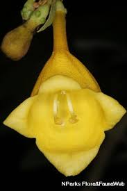 Bark is used in fever and dyspepsia. Gmelina Arborea